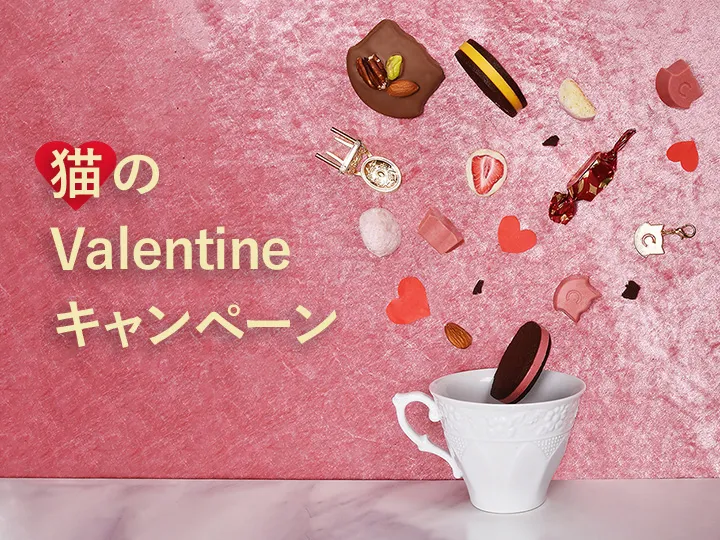 猫のバレンタインキャンペーン開催中！の写真