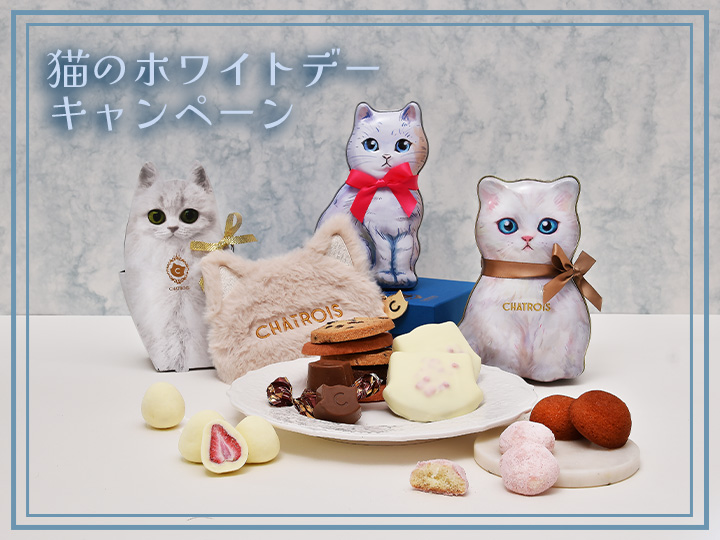 猫のホワイトデーキャンペーン開催中！の写真